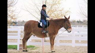 LTR Training Tip 83 Practice Exercises For Good Equitation [upl. by Aridni]