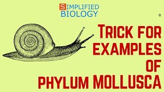 TRICK FOR EXAMPLES OF MOLLUSCA ANIMAL KINGDOM for NEET AIIMS AIPMT JIPMER PREMED [upl. by Phipps]