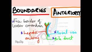 Epiploic Foramen [upl. by Adyaj]