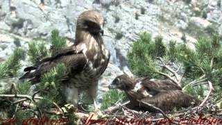 Meet the Hawk Shorttoed Eagle  Il Biancone Circaetus gallicus [upl. by Atteiluj]