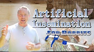 Artificial Insemination for Rabbits [upl. by Zea]