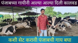 पंजाबऊन गाय आणल्यानंतर काय काळजी घ्यावीPunjab CowHf Cow Farm [upl. by Onitsirc340]