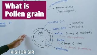 What is pollen grain  Microspore structure  Microspore in hindi  Definition  Biology  Class 12 [upl. by Rianna]