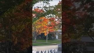 😍🌲 Seattle Neighbourhoods  fallcolor bothell shorts nature trees colourful [upl. by Clintock567]