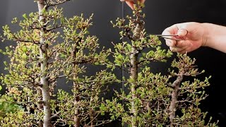 Larch Bonsai Forest Part 2 May 2016 [upl. by Artapoelc]