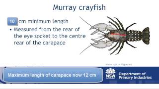 How to measure crustaceans Version 2 [upl. by Amaso]