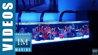 Innovative Marine NUVO SR Series 60 80 amp 120 Gallon Aquarium [upl. by Wavell]