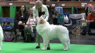 Pyrenean Mountain Dogs  Great Pyrenees  Penellcy Bailey Crufts 2020 [upl. by Stamata84]