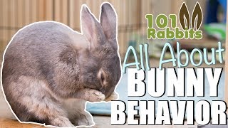 ALL ABOUT BUNNY BEHAVIOR 🐰 [upl. by Adnah]