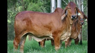 Cría de Ganado Puro Brahman Rojo en Potrero  TvAgro por Juan Gonzalo Angel [upl. by Zobias]