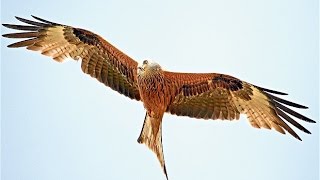 WALES red kite rode wouw feeding station at Rhayader hdvideo [upl. by Nelak597]