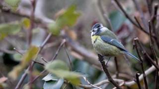 Les oiseaux du jardin 1 [upl. by Eslud]