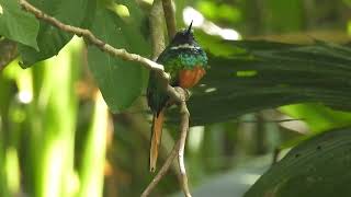 Rufoustailed Jacamar Galbula ruficauda male singing [upl. by Awhsoj]