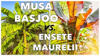 Musa Basjoo vs Ensete Ventricosum Maurelii  How to Grow Banana Plants in UK Tropical Gardens [upl. by Madaras]