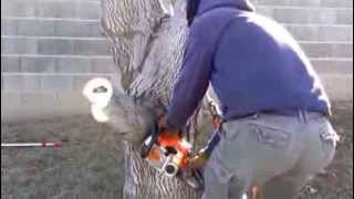 3 Cut Method to Removing Large Tree Branches [upl. by Allcot]