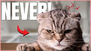 6 Things Your Cat Will NEVER Forgive 💔 [upl. by Anilat263]