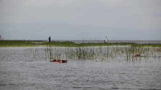 Awassa Lake in Ethiopia [upl. by Angelico441]