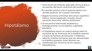 El Hipotálamo  Neurohormonas  Hormonas Hipotalámicas 👍👍👍 [upl. by Lenor]