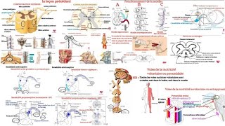 Anatomie fonctionnelle de la moelle épinière Systématisation de la moelle épinière [upl. by Htebazil762]