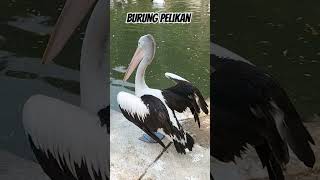 BURUNG PELIKAN shortsvideo [upl. by Vasiliki]