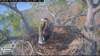 Nest Update  Kisatchie National Forest Eagle Nests E1 amp E3 19 [upl. by Latsryk855]