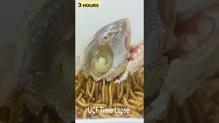 10 000 Mealworms vs fish Time lapse [upl. by Enyluqcaj]