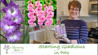 Starting Gladiolus in Pots  🌱🪴🌺❤️ [upl. by Quin]