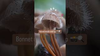 Bonnet mould 🔍 fungi on fungi action fungi macro [upl. by Andel266]