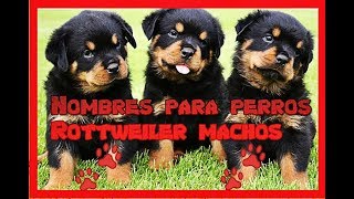 Mas de 20 Nombres para perros Rottweiler machos 🐶 NOMBRES para PERROS rottweiler 👍 [upl. by Gillead]