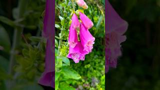 Digitalis purpurea a very valuable plant for attracting BEE ￼ populations [upl. by Kowatch]