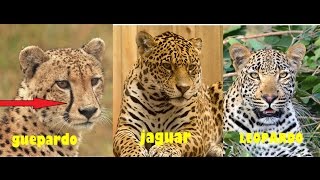 Diferencias entre el jaguar el Leopardo y Guepardo [upl. by Rednaxela55]