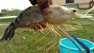 Macrobrachium rosenbergii  Live prawn [upl. by Chip943]