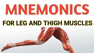 Mnemonics For Leg and Thigh Muscles  Lower leg anatomy [upl. by Hnamik]