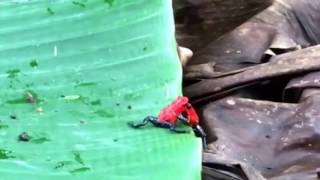 Two male poison dart frogs wrestling for territory Bijagua Costa Rica [upl. by Zamora]