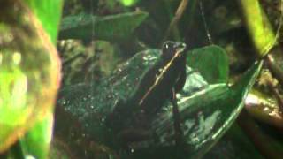 Phyllobates lugubris calling [upl. by Keldon346]