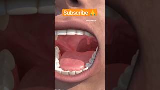 Uvula inside Mouth 🤩 shorts factsinhindi ytshorts factshorts facts mouth uvula saliva teeth [upl. by Adahs]