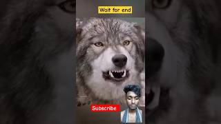 THE BOY MADE THE WOLF HIS FRIENDshorts viralvideo animals [upl. by Euqinehs217]