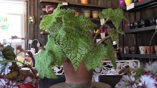 How to Grow Rex Begonias [upl. by Woolley352]