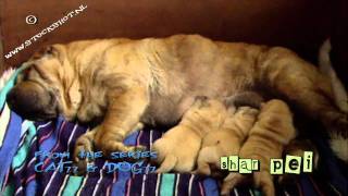 Chinese Shar Pei puppies  Sharpei 02 [upl. by Ffirahs950]