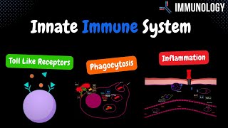 Innate Immune System Toll Like Receptors Phagocytosis amp inflammation   Immunology [upl. by Allenotna]