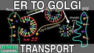 Protein Transport From ER To Golgi  COP I And COP II Vesicle Formation  Anterograde And Retrograde [upl. by Lovmilla]