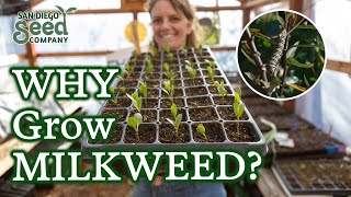 Is Your Milkweed Not Germinating My Insights for Seed Starting Cold Stratification amp Care [upl. by Emmey]