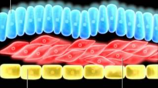 Formation of germ layers [upl. by Lathrop]