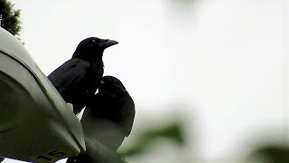 Crow Mating Behavior Couple Kiss and Preen Each Other [upl. by Prader]