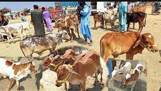 Zero Size Sahiwal Cholistani Claves Bachra Price In Pakistan  Luddan Cattle Market  Bachra Farming [upl. by Norha412]