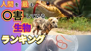 【ランキング】危険生物！人間を最も殺害している生物ランキングTOP15を紹介！ [upl. by Koziarz]