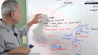 Immunology Lecture 16  Type IV Hypersensitivity Reactions [upl. by Eatnad]