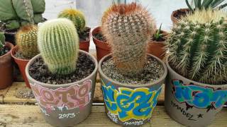 Tour of my Cacti Collection  Clip 1 [upl. by Teagan]