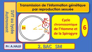 Cycles chromosomiques de lHomme et de la Spirogyre schématisation [upl. by Ydoc]