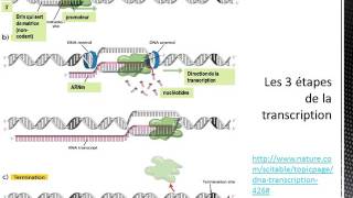 Le dogme central transcription et traduction procaryote vs eucaryote [upl. by Ivory]